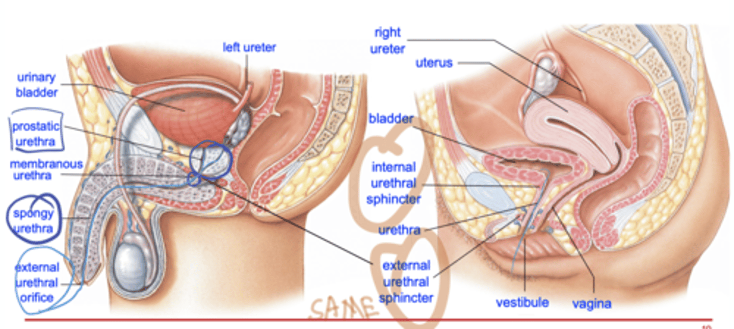 <p>Female:</p><p>-length: 1.5"</p><p>-embedded in the anterior wall of the vagina</p><p>-external urethral orifice lies in vestibule between vaginal opening and clitoris</p><p>-UTIs are not uncommon due to shortness of urethra and proximity of external urethral orifice to anus</p><p>Male:</p><p>-length: 8"</p><p>-prostatic urethra</p><p>penile urethra</p><p>-2 functions: passageway for semen (reproductive) and urine (urinary)</p>