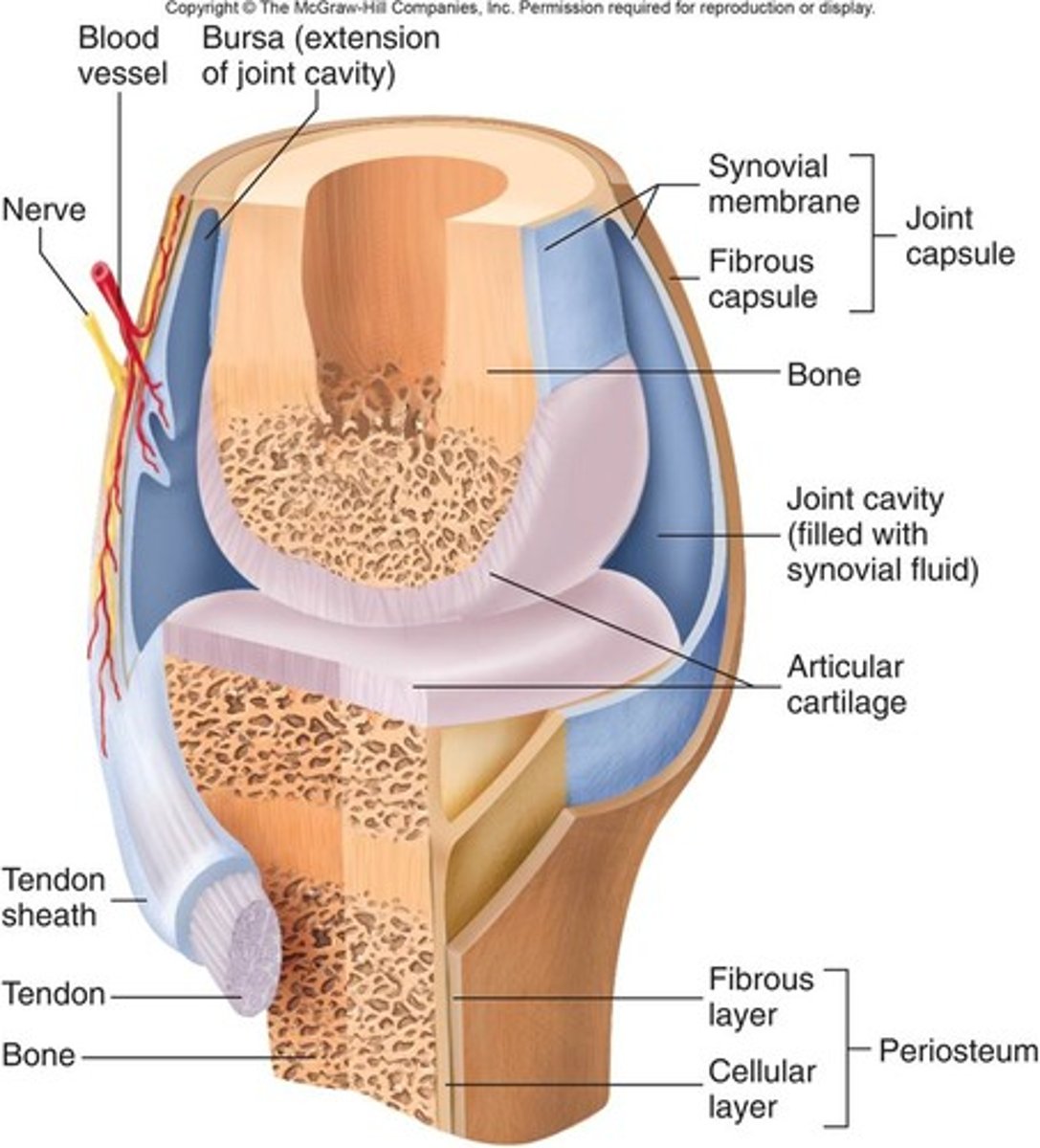 <p>Joints that are held together by a joint capsule and ligaments and are most associated with movement in the body.</p>
