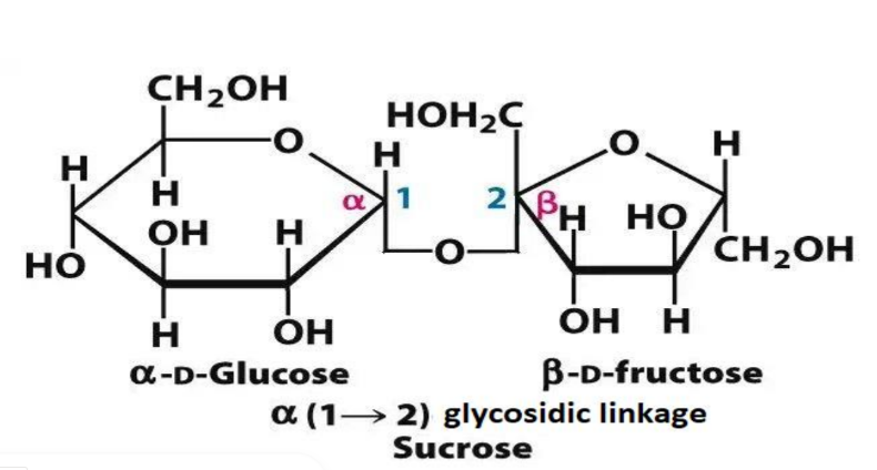 <ul><li><p>glucose + fructose </p></li><li><p>non - reducing sugar </p></li><li><p>alpha 1,2 glycosidic linkage </p></li></ul><p><strong>HAS A PENTAGON </strong></p><p></p>