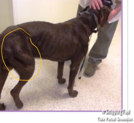 <p><span style="background-color: transparent;"><strong><span>Clinical Presentation of Hip Dysplasia</span></strong></span></p>