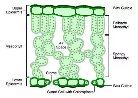 <p>It contains tightly packed cells filled with numerous chloroplasts, maximizing the absorption of sunlight. These cells are elongated and arranged vertically, ensuring efficient light capture and minimal shadowing. The thin cell walls facilitate rapid gas exchange, allowing carbon dioxide to diffuse in and oxygen to diffuse out easily. The arrangement of these cells near the upper surface of the leaf ensures they receive the most light.</p>