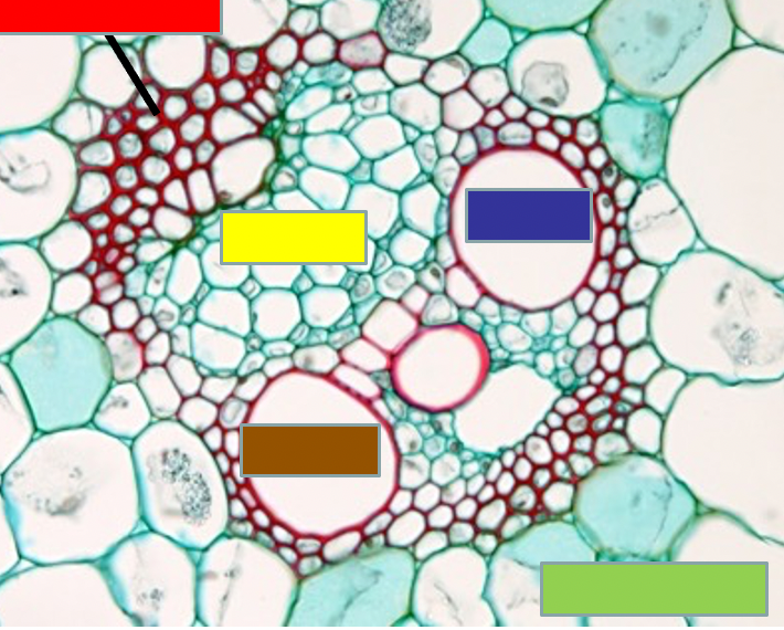 <p>Monocot stem vascular bundles</p>