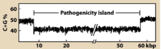 <p>section of genome that contains multiple virulence genes that often encode related functions</p><ul><li><p>often planked by a phage or plasmid genes</p></li><li><p>often have G-C content different from the rest of the genome</p></li></ul>