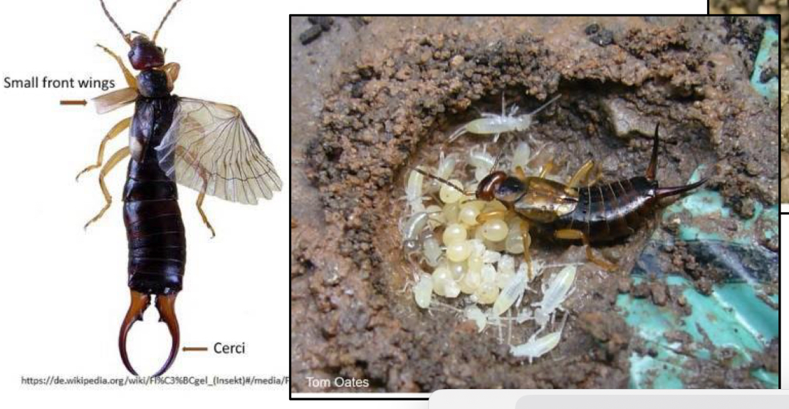 <p>What order do earwigs belong to </p>