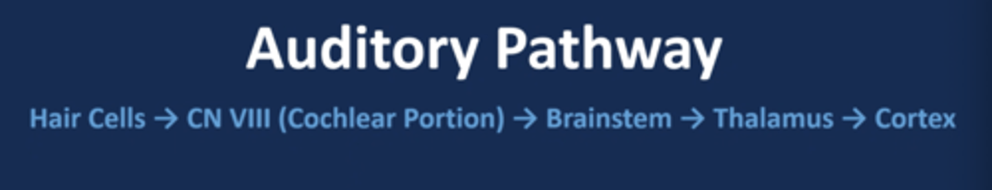 <p>hair cells --> CN VIII (cochlear portion) --> brainstem --> thalamus --> cortex</p>