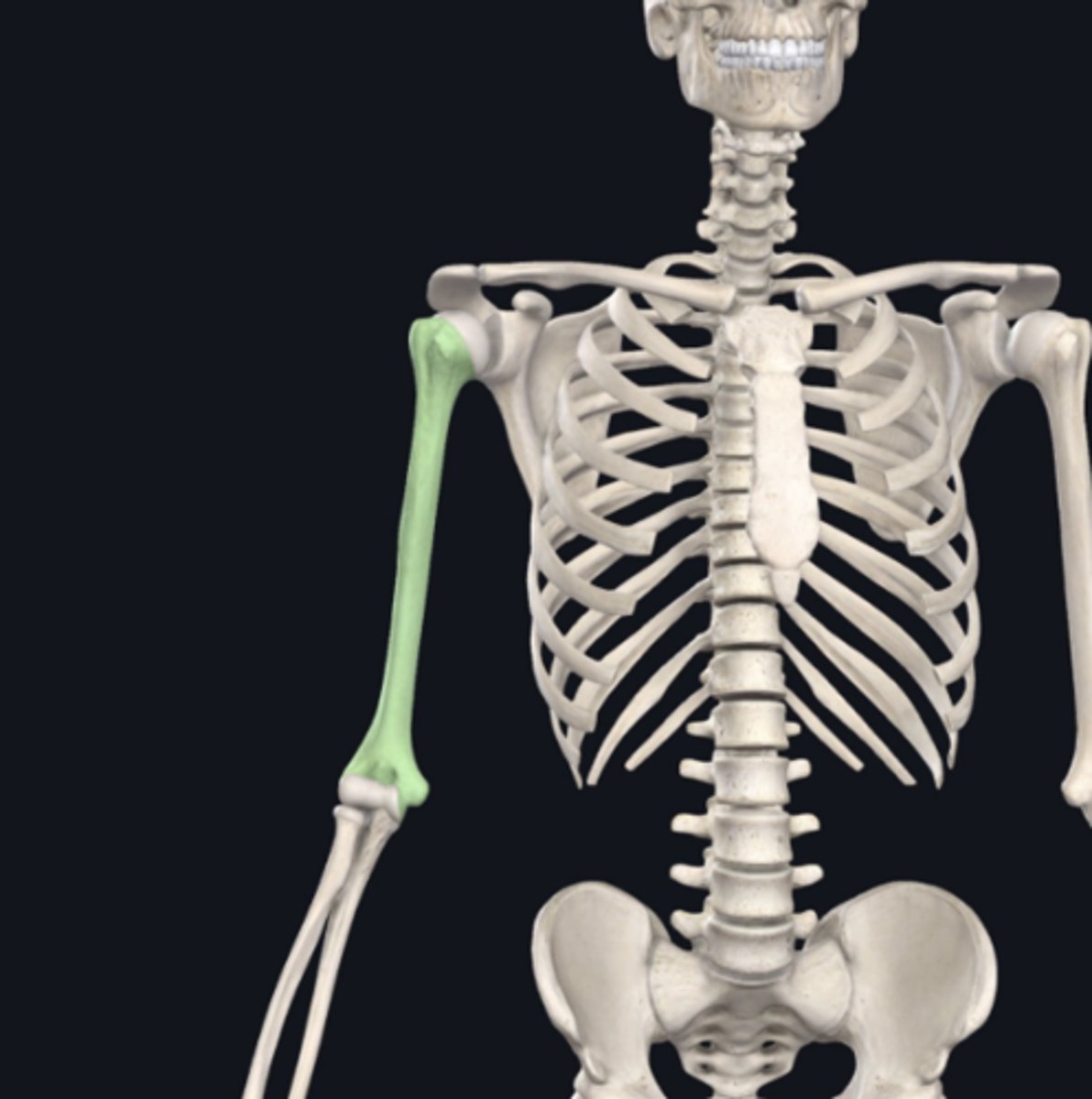 <p>Identify the bone indicated in green:</p>