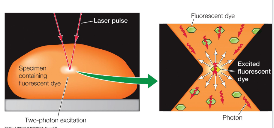 <p><span style="color: #000000">Alternative to confocal microscopy that is especially useful for visualizing cells positioned</span><span style="color: #000000"><br></span><span style="color: #000000">deeper within living tissue.</span></p><p><span style="color: #000000"><br></span><span style="color: #000000">• The specimen is illuminated with a wavelength of light that is twice the excitation</span><span style="color: #000000"><br></span><span style="color: #000000">wavelength of the fluorophore.</span></p><p><span style="color: #000000"><br></span><span style="color: #000000">• Excitation of the fluorophore</span><span style="color: #000000"><br></span><span style="color: #000000">requires the simultaneous</span><span style="color: #000000"><br></span><span style="color: #000000">absorption of two or more</span><span style="color: #000000"><br></span><span style="color: #000000">photons</span></p><p><span style="color: #000000"><br></span><span style="color: #000000">• Simultaneous absorption of</span><span style="color: #000000"><br></span><span style="color: #000000">two photons is required to</span><span style="color: #000000"><br></span><span style="color: #000000">excite the fluorescent dye </span></p>