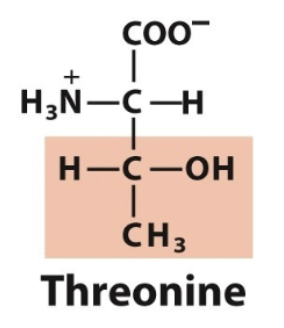 <ul><li><p>Thr, T</p></li><li><p>Polar, uncharged </p></li></ul><p></p>