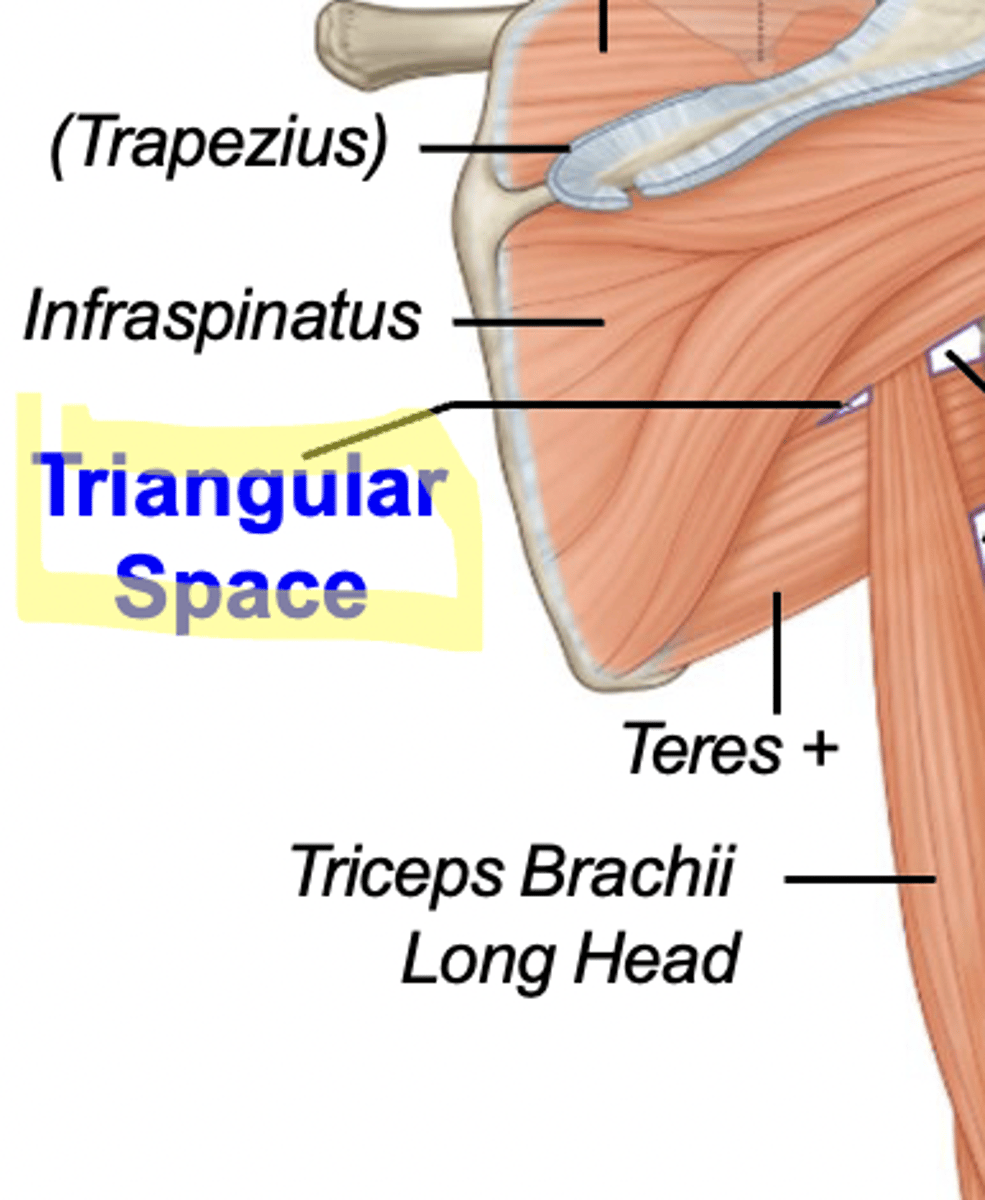 <p>medial to long head of triceps</p>