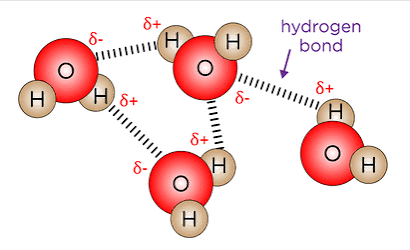 <p>Water is a polar molecule and has uneven charge distribution </p><p>Where hydrogen is partially positive and oxygen is partially negative</p>