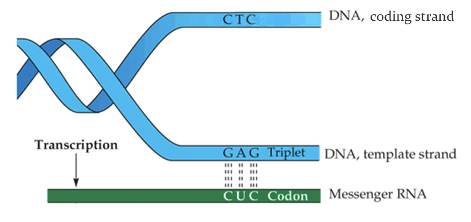 <p>Template strand→ Used for transcription</p><p>Coding strand→ Complementary to the template, identical to RNA</p>