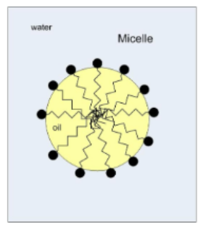 <p>spheres of lipids that form in aqueous solutions</p><p>Example: a corral</p>