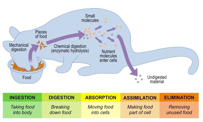 <p>During <strong>ingestion</strong> food is taken into the body by eating. </p><p>During <strong>digestion</strong> food is broken down physically and chemically (mastication and enzymatic hydrolysis). </p><p>During <strong>absorption</strong> the digested food is absorbed into the bloodstream and transported into cells. </p><p>During <strong>assimilation</strong> the digested food products are converted into fluid and solid parts of a cell or tissue. </p>