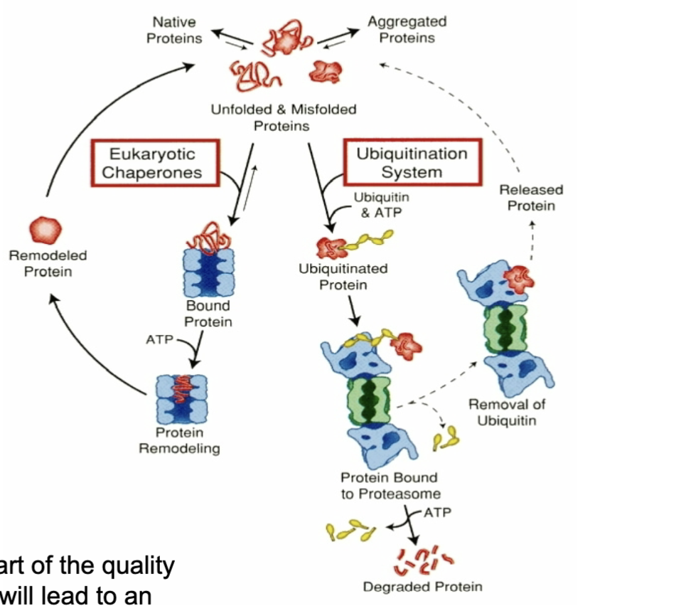 <p>Failure in any part of the quality control system will lead to an increase in aggregation</p><p></p>