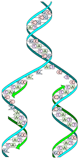 <p>What is replication?</p>