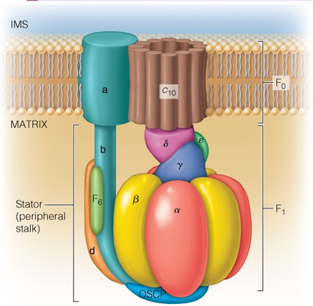 <p>How does the gamma subunit interact with the beta subunits to drive ATP synthesis?</p>