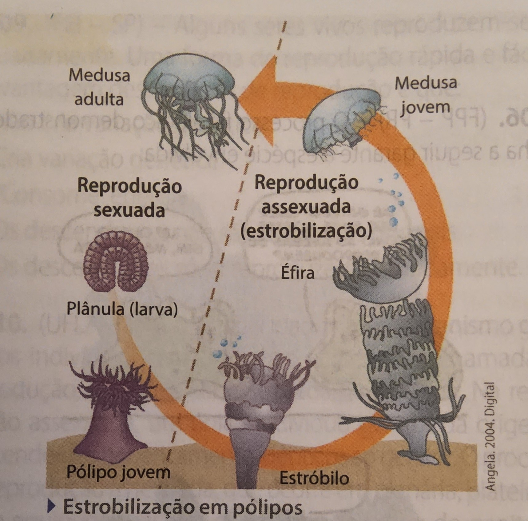<ul><li><p>sexuada e assexuada</p></li><li><p>pólipos</p></li><li><p>éfiras se destacam e invertem, formando uma medusa → reprodução sexuada → larva, que gruda no chão → pólipo → estróbilo  → éfira                              <mark data-color="red">(metagênese)</mark></p></li></ul>