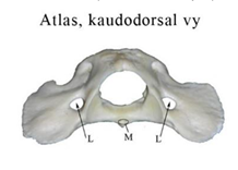 <p>Vad är L och vilken kota saknar den?</p>