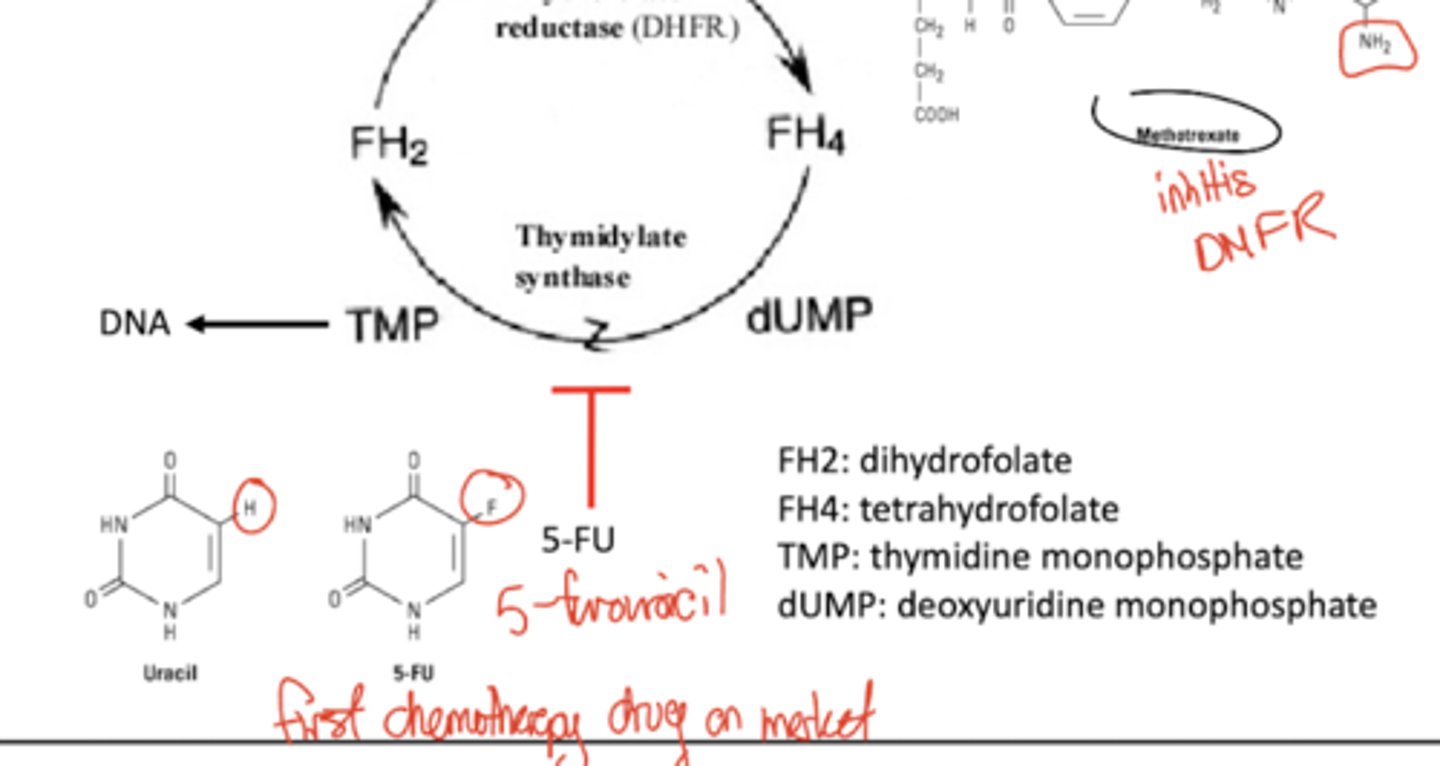 <p>5-FU (fluorouracil) is one of the first chemotherapy drugs with a similar structure to uracil. This inhibits thymidylate synthase, preventing formation of TMP for use in DNA synthesis.</p><p>NOTE THE DIFFERENCES IN STRUCTURE!!!</p>