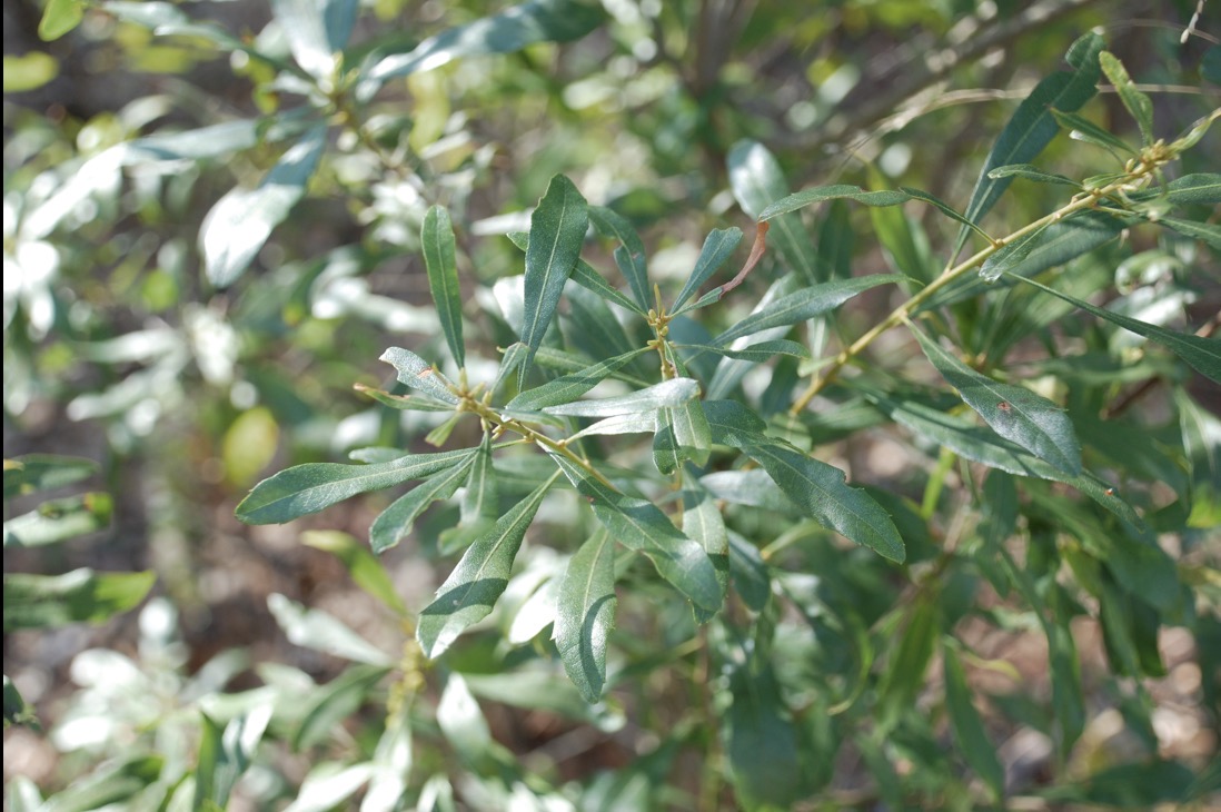 <p>Wax myrtle</p>
