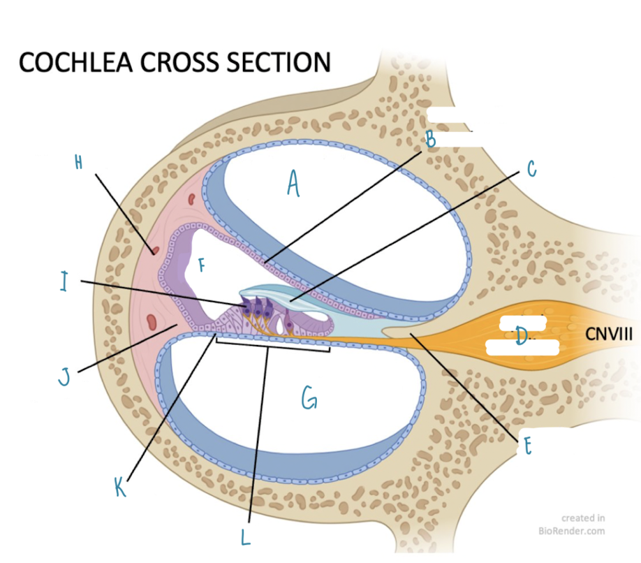 <p>Name the part of the cochlea labeled C</p>