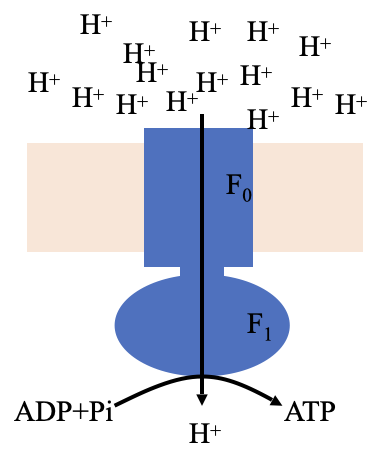 <ul><li><p class="Paragraph SCXO127503130 BCX4" style="text-align: left;"><span style="background-color: inherit; line-height: 19.55px; color: windowtext;"><span>Large head is attached through a stalk to the transmembrane carrier for protons</span></span><span style="line-height: 19.55px; color: windowtext;"><span> </span></span></p></li><li><p class="Paragraph SCXO127503130 BCX4" style="text-align: left;"><span style="background-color: inherit; line-height: 19.55px; color: windowtext;"><span>As protons pass through the carrier it is thought that the stalk spins inducing the head to produce ATP</span></span><span style="line-height: 19.55px; color: windowtext;"><span> </span></span></p></li><li><p class="Paragraph SCXO127503130 BCX4" style="text-align: left;"><span style="background-color: inherit; line-height: 19.55px; color: windowtext;"><span>As protons move through ATP synthase, the stalk rotates</span></span><span style="line-height: 19.55px; color: windowtext;"><span> </span></span></p><ul><li><p class="Paragraph SCXO97168275 BCX4" style="text-align: left;"><span style="background-color: inherit; line-height: 19.55px; color: windowtext;"><span>Causes conformational change of shape (distorts F1) as gamma stalk is asymmetrical </span></span><span style="line-height: 19.55px; color: windowtext;"><span> </span></span></p></li><li><p class="Paragraph SCXO97168275 BCX4" style="text-align: left;"><span style="background-color: inherit; line-height: 19.55px; color: windowtext;"><span>Provides energy for production of ATP from ADP and Pi</span></span><span style="line-height: 19.55px; color: windowtext;"><span> </span></span></p></li><li><p class="Paragraph SCXO97168275 BCX4" style="text-align: left;"><span style="background-color: inherit; line-height: 19.55px; color: windowtext;"><span>From slides</span></span><span style="line-height: 19.55px; color: windowtext;"><span> </span></span></p><ul><li><p class="Paragraph SCXO97168275 BCX4" style="text-align: left;"><span style="background-color: inherit; line-height: 19.55px;"><span>This rotation drives the conformational transitions of the catalytic subunits which, in turn, alters the nucleotide binding site affinities. As a consequence, conformational energy flows from the catalytic subunit into the bound ADP and Pi to promote their dehydration into ATP.</span></span><span style="line-height: 19.55px;"><span> </span></span></p></li></ul></li></ul></li></ul><p></p>