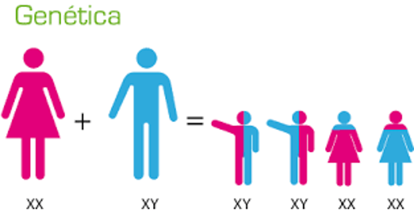 <p>genetics</p>