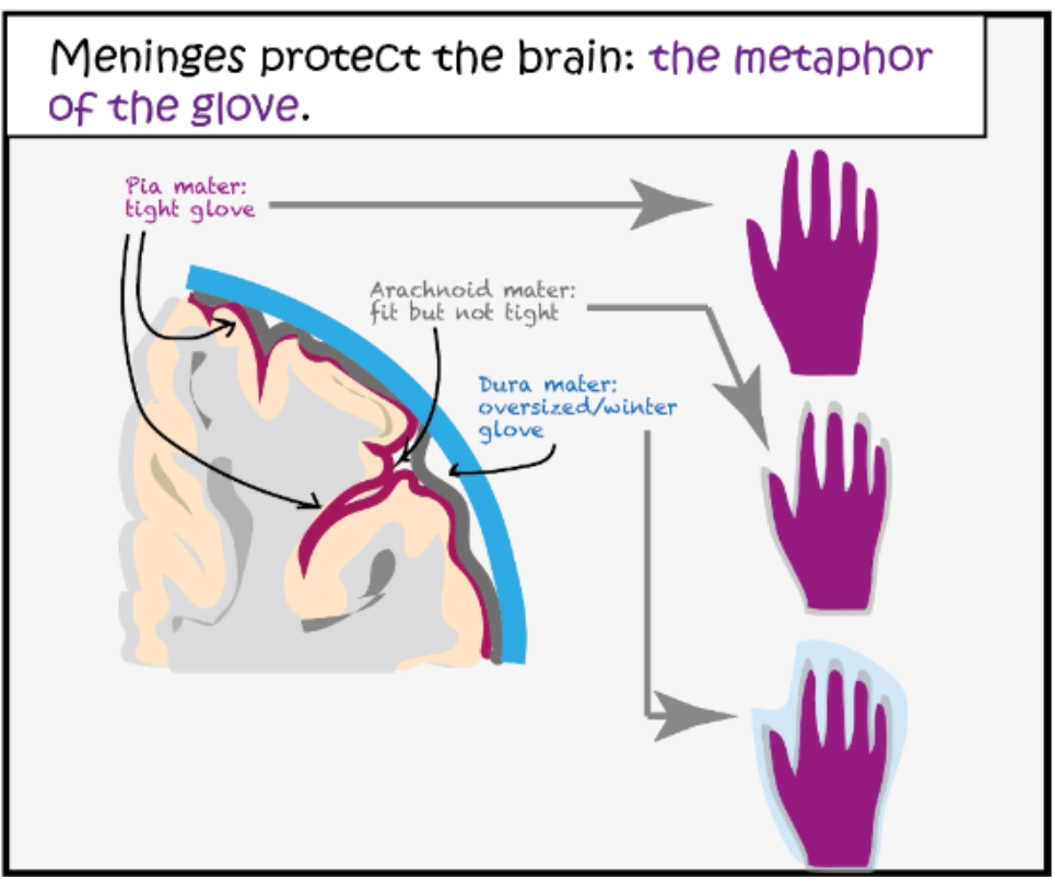 <p>What are the 3 layers in which the meninges are organised for protection of the brain? What metaphor is used to describe this?</p>