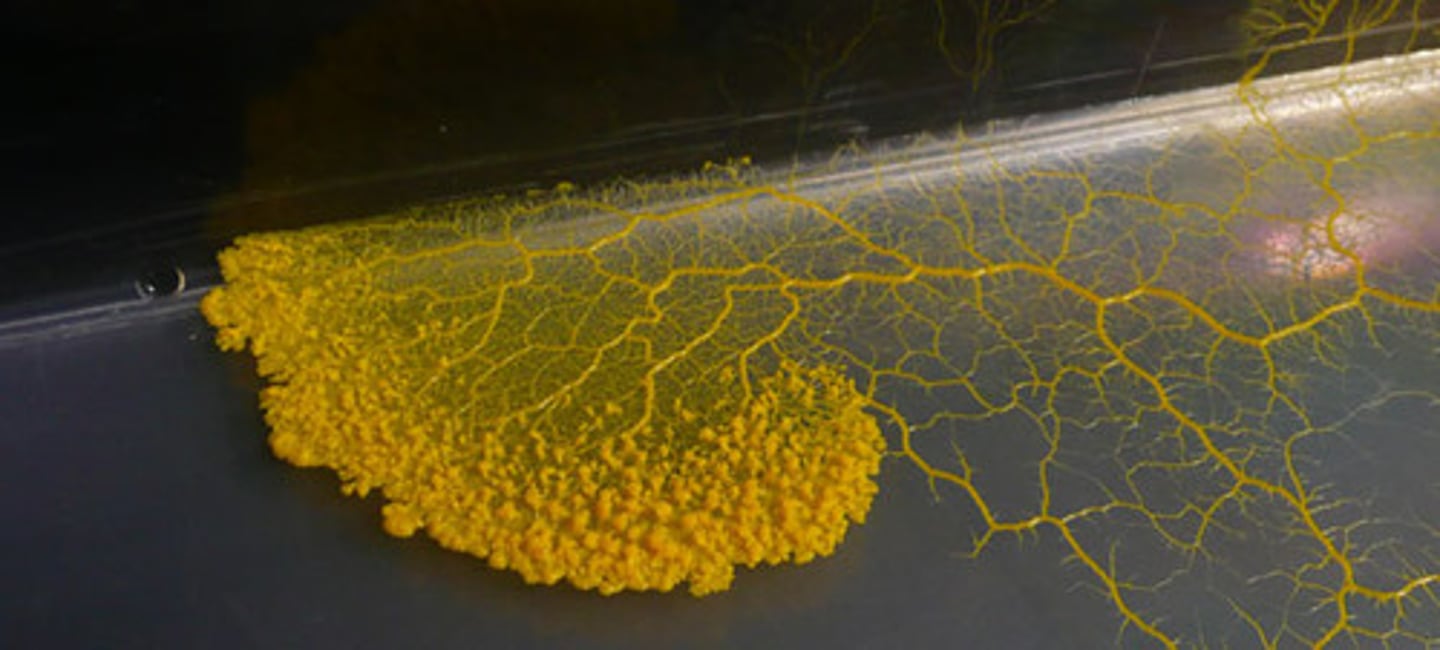 <p>reproduce via spores</p>