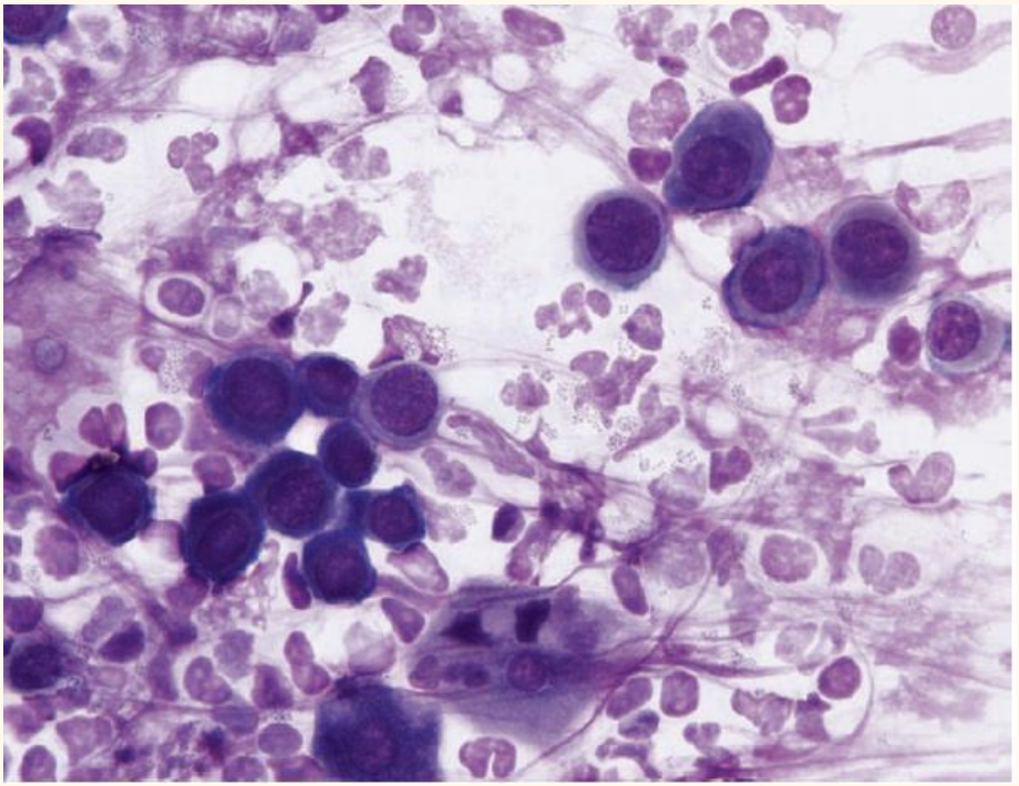 <p>name the cell</p>