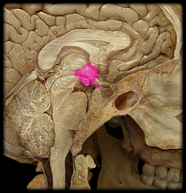 <p>What is this </p>