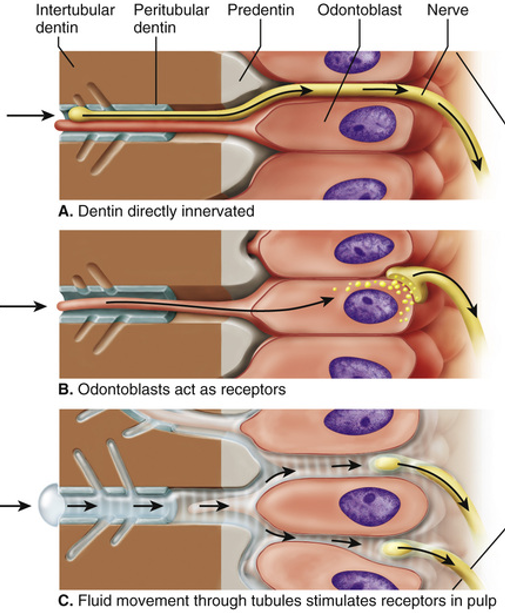 <ul><li><p>When you experience extremes of pressure or temperature, it is perceived as pain</p></li><li><p>Odontoblasts have free nerve endings where pain originates from</p></li><li><p>Three theories</p><ul><li><p>Dentin directly innervated</p></li><li><p>Odontoblasts act as receptors</p></li><li><p>Hydrodynamic Theory - Tooth sensitivity arises from fluid movement within the dentinal tubules</p></li></ul></li><li><p>Ion channels are involved in pain perception</p></li></ul><p></p>