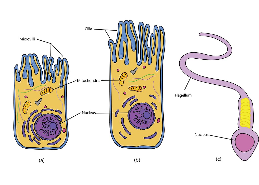 <p>cilia, flagella, microvilli </p>