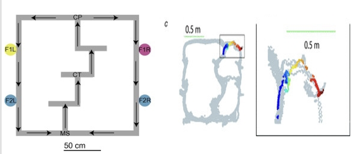 <p>What is <em>vicarious trial and error (VTE)</em> in the hippocampus</p>