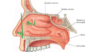 <p>Uppermost part of resp tract</p><p>House olfactory receptors</p><p>Held open by bone &amp; cartilage</p><p>Small ant region (External nose)</p><p>Large post region (Within skull)</p>