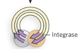 <p>Integrase binds to LTR on both ends of the retrotransposon to circularize cDNA</p>