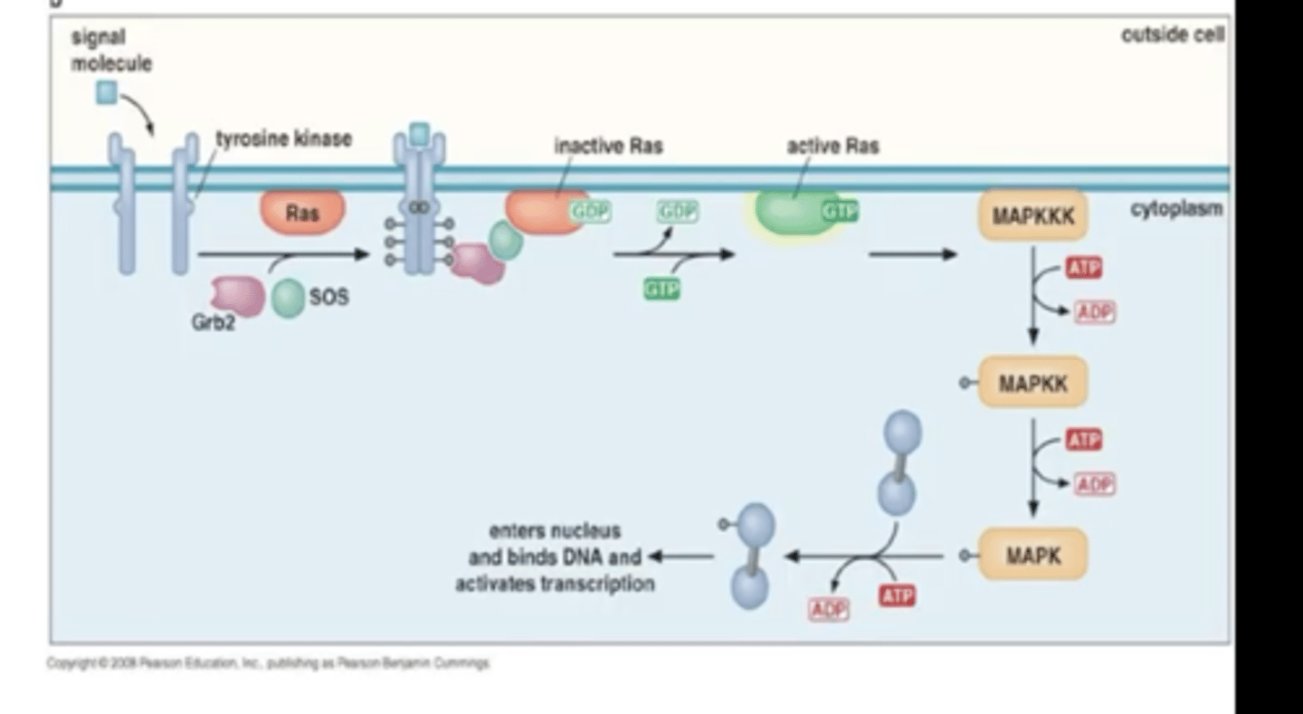 <p>RNA Polymerase II to productively elongate the RNA</p>