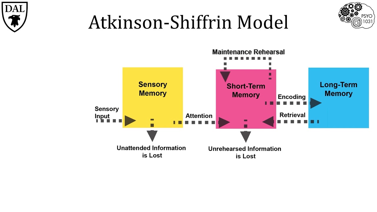 <p>Atkinson-Shiffron Model of Memory</p>