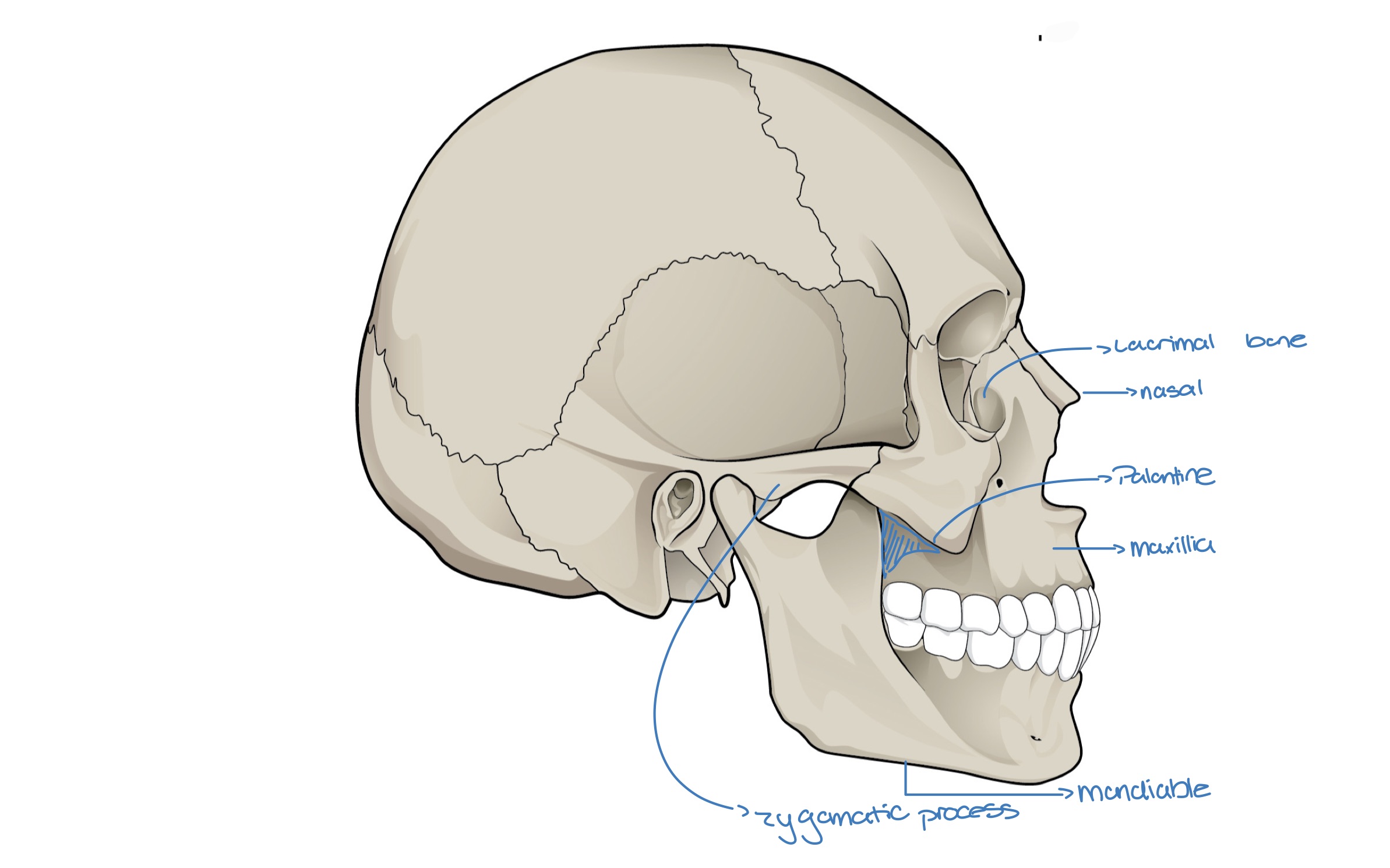 <ul><li><p>Nasal</p></li><li><p>Maxillae</p></li><li><p>Zygomatic</p></li><li><p>Mandible</p></li><li><p>Lacrimal</p></li><li><p>Palatine</p></li></ul>