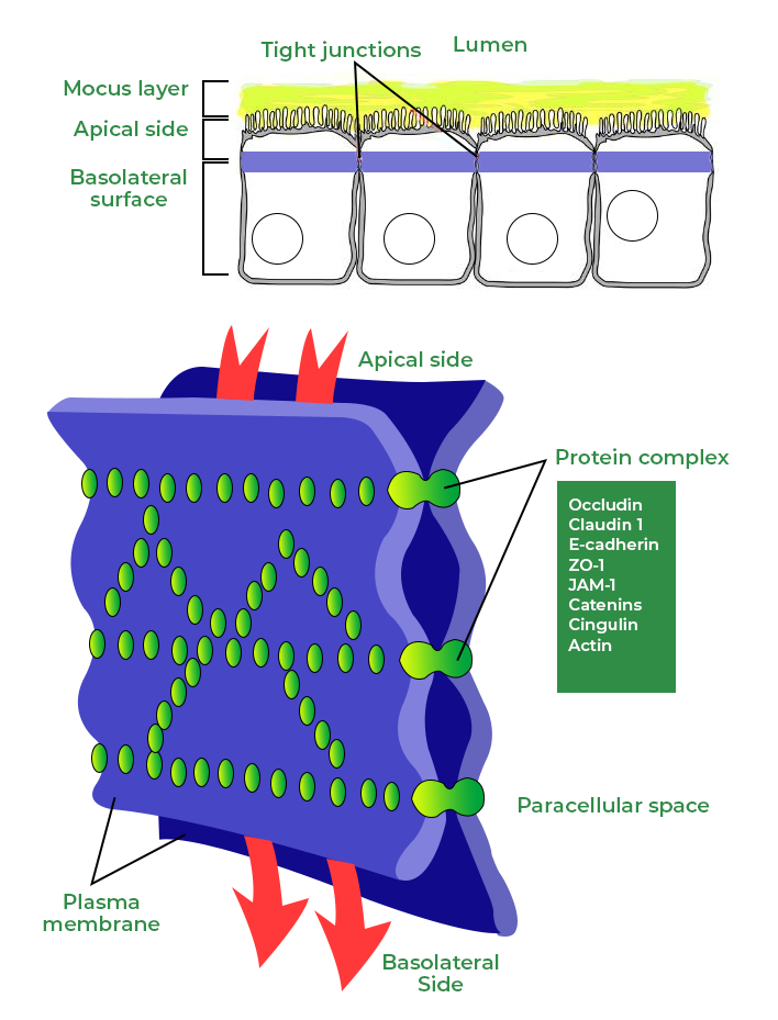 <p>type of cell to cell adhesion between apical side nad basal lamina </p><p>actin filaments w</p><p>CAMs: claudins and occludins </p><p> </p>