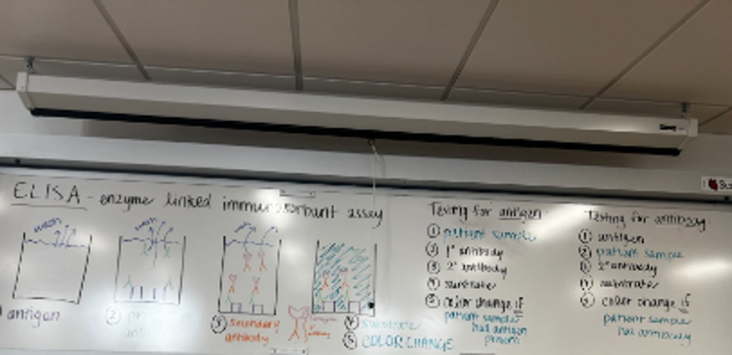 <p>1) Put in patient sample</p><p>2) Primary antibodies</p><p>3) Secondary antibodies</p><p>4) Substrate</p><p>5) Color Change (if pateint had antigen present)</p>