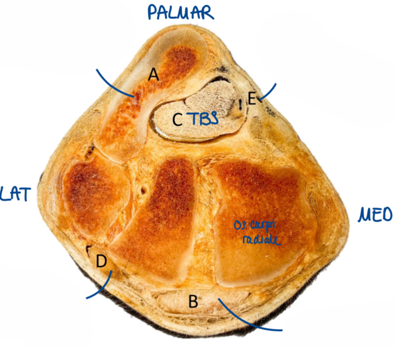 <p>Nomme les structures </p>
