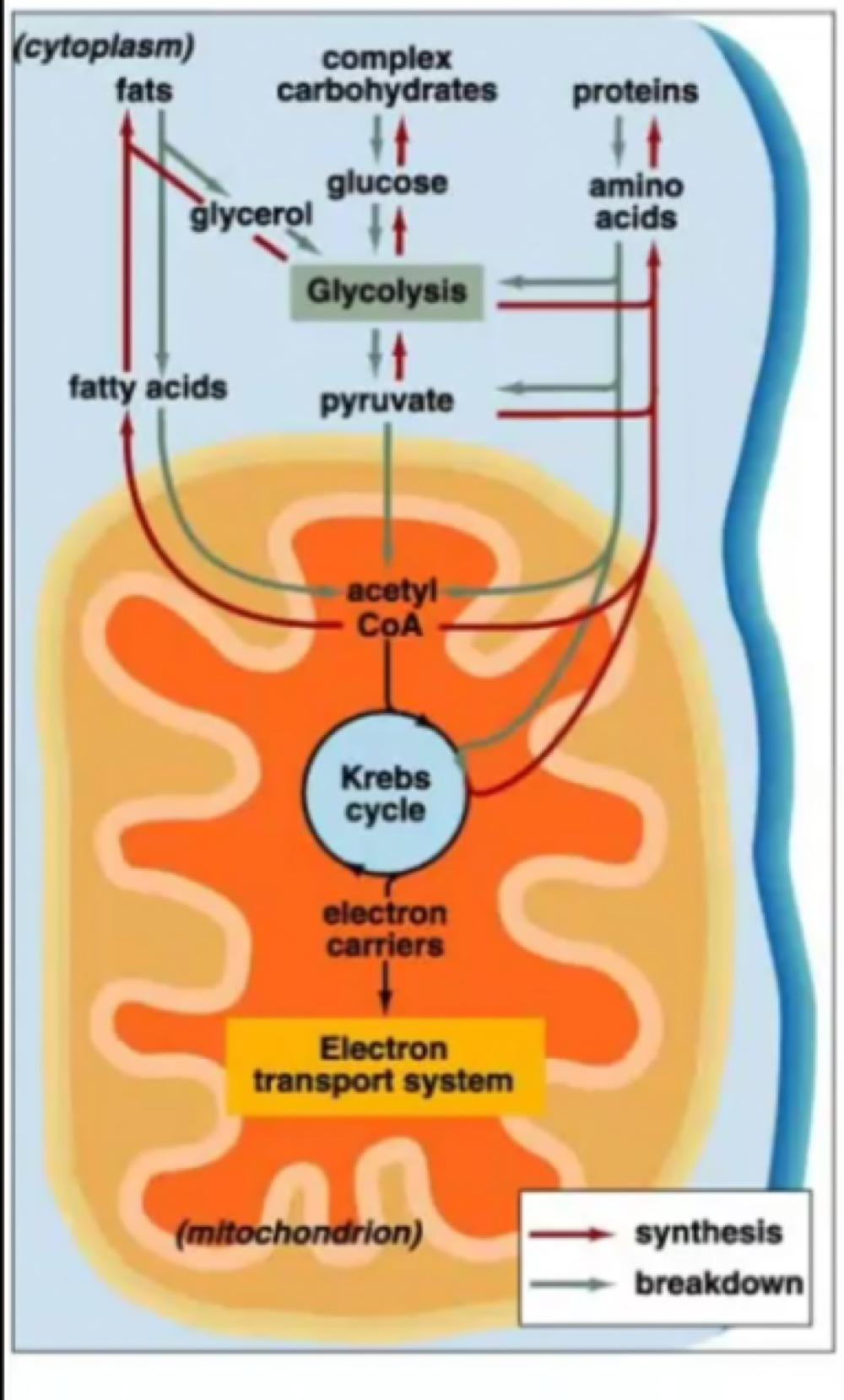 Monomers of these molecules enter glycolysis or the citric acid cycle at various points.