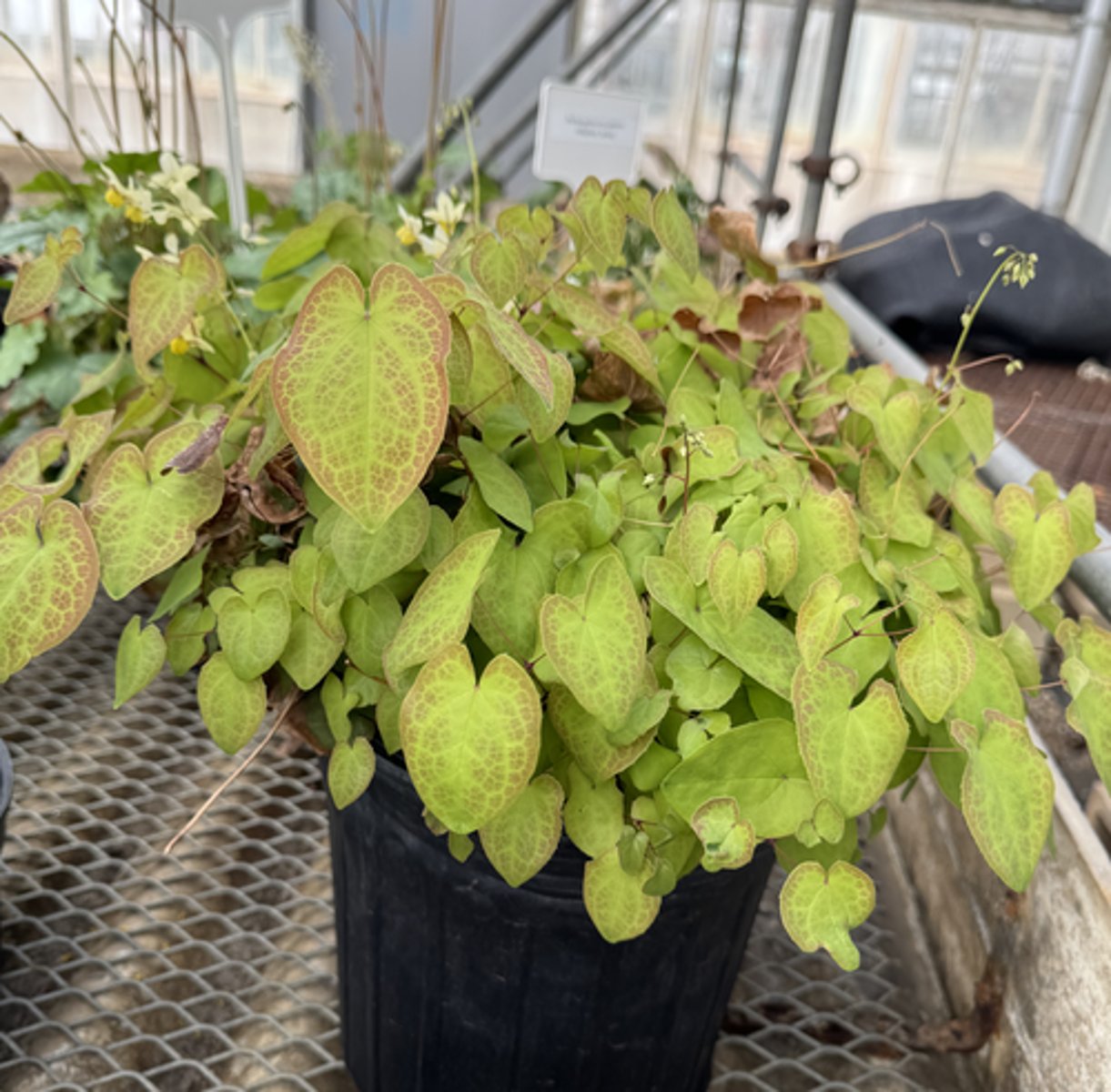 <p>What is the common name for this plant?</p>