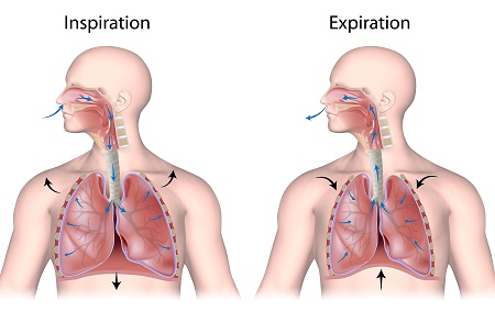 <p>the flow of air into the lung</p>