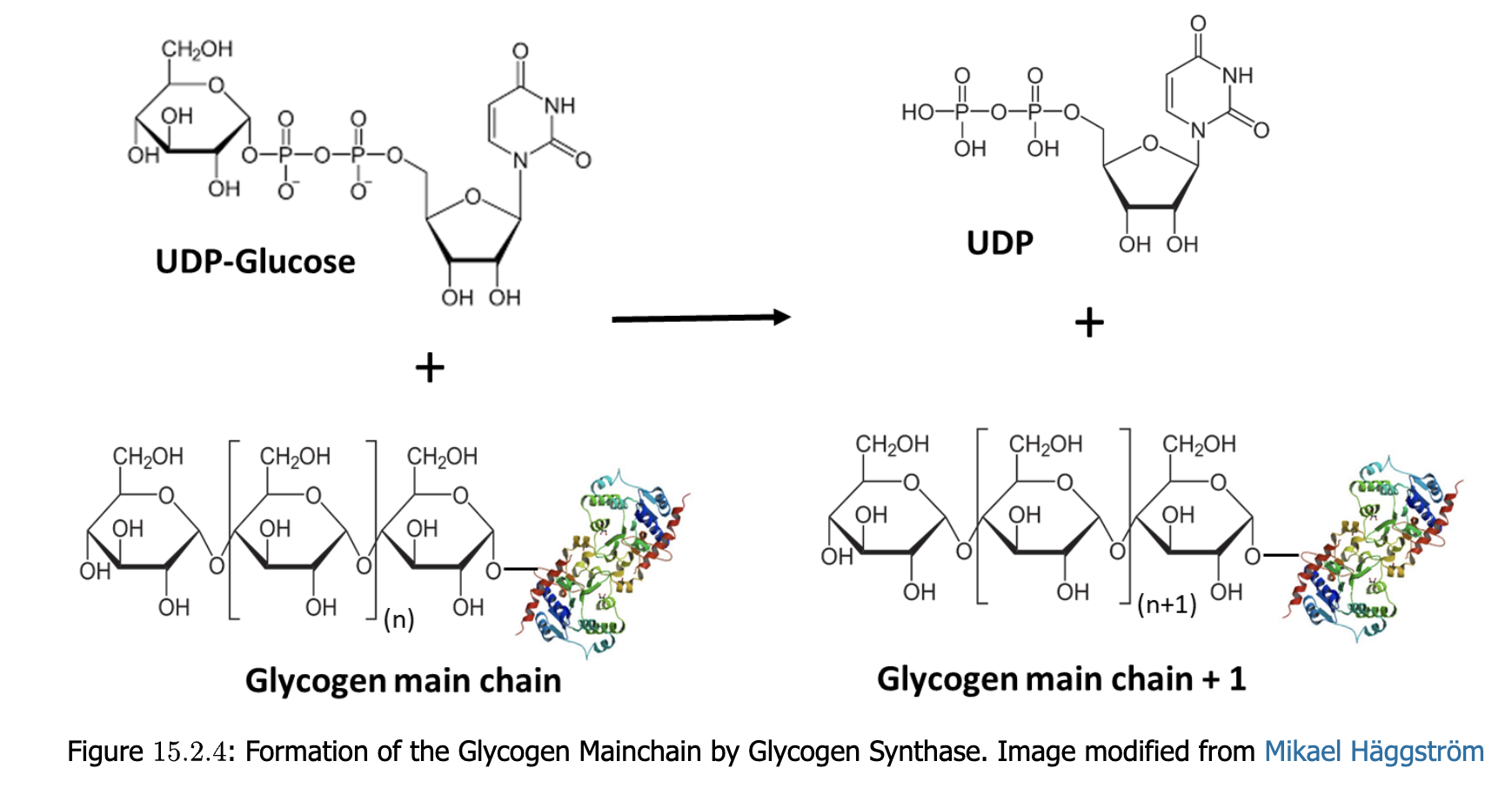 <p>glycogen synthase (GS or GYS)</p><ul><li><p>UDP serves as a good leaving group, allowing the formation of the alpha-1,4 bond.</p></li></ul><p></p>