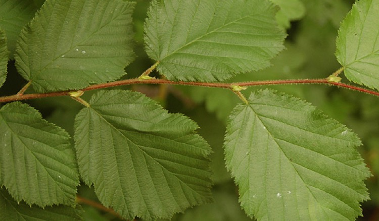 <p>Corylus cornuta</p>