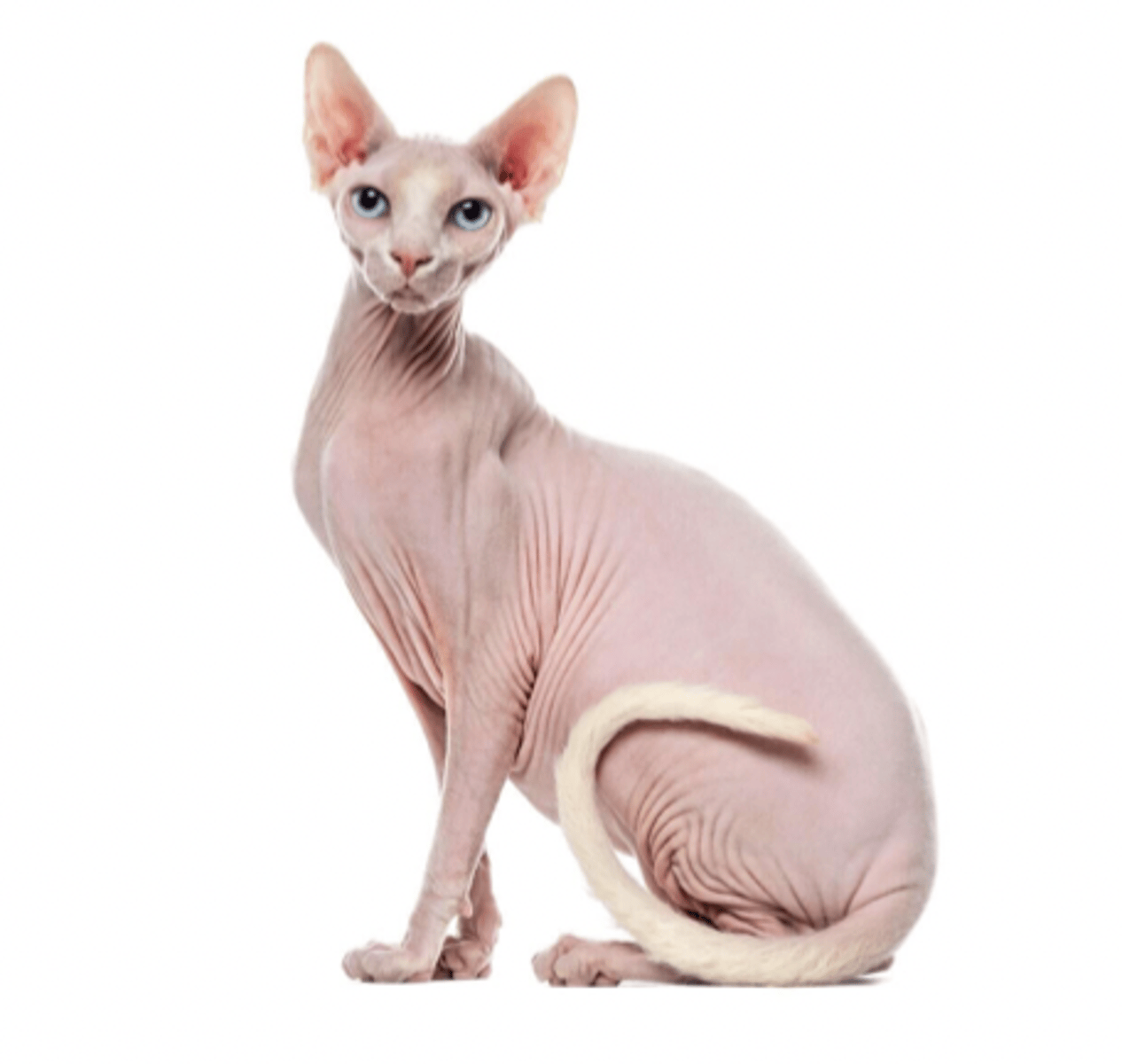 <p>naked</p>