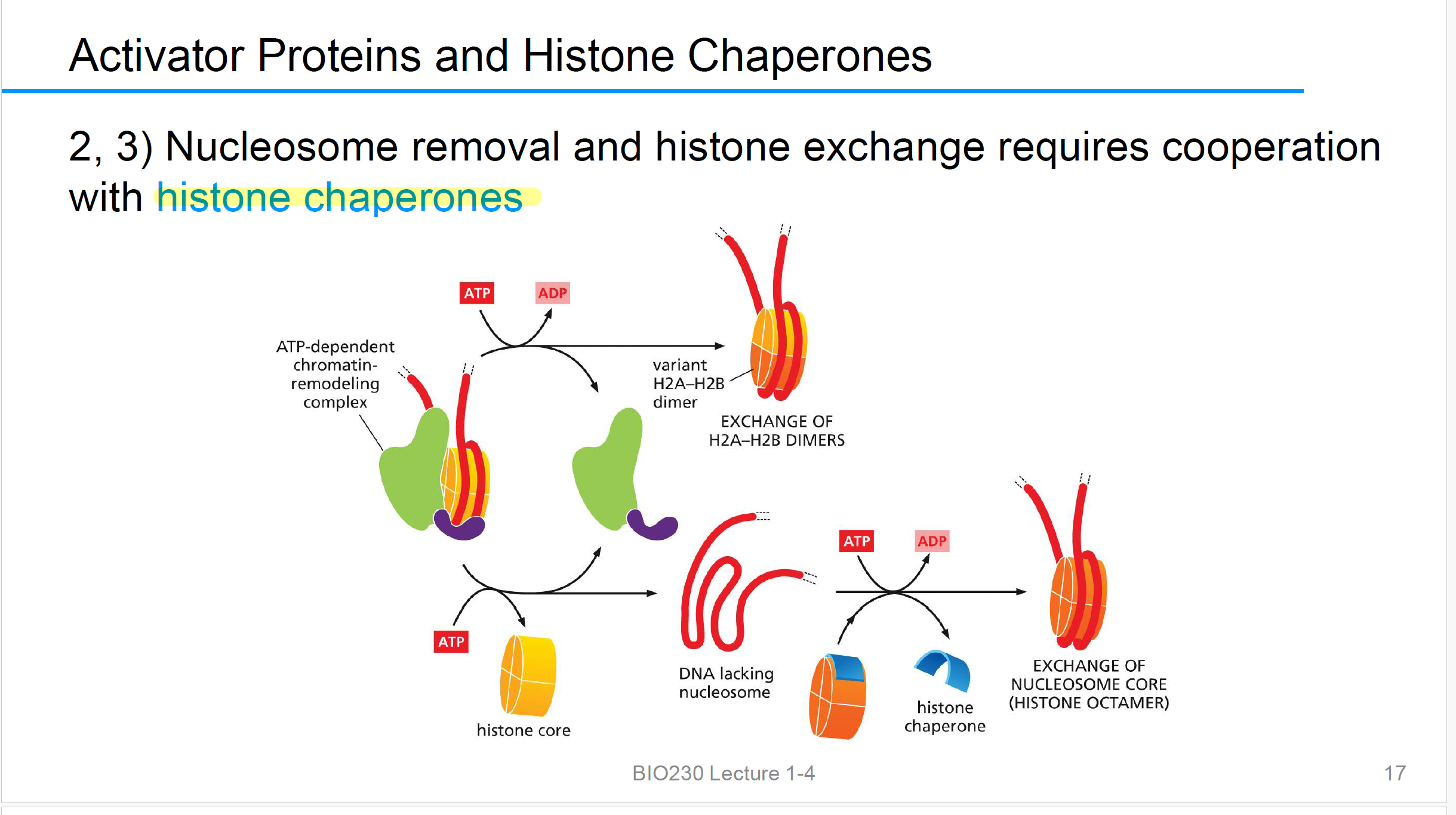 <p>Nucleosome removal and histone exchange 需要cooperation with histone chaperones组蛋白伴侣</p>