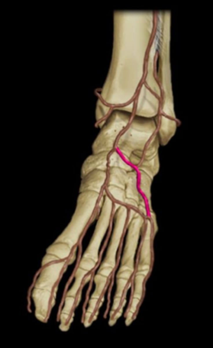 <p>Arises from dorsalis pedis near ankle joint. Found deep to muscles and meets with arcuate artery, to make an arch. Under the extensor digitorum brevis.</p>